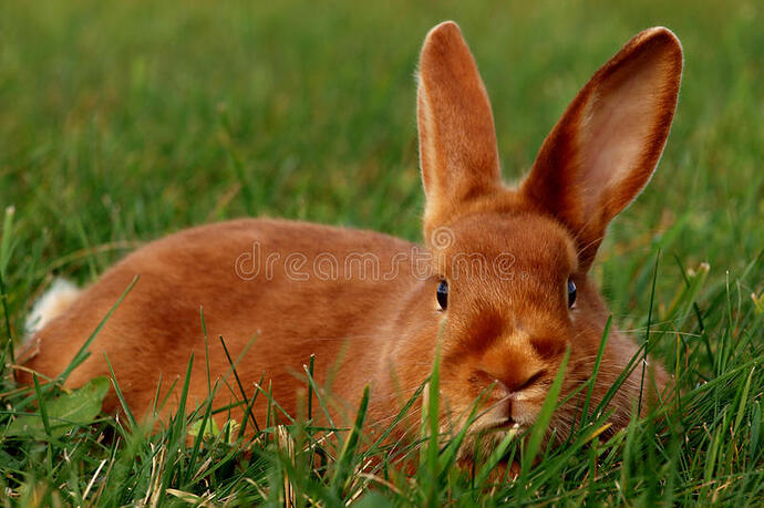 satin-rabbit-lying-grass-portrait-75698541