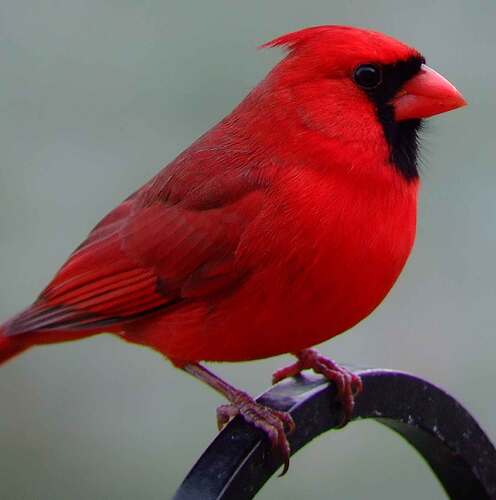 Northern-Cardinal-male-16